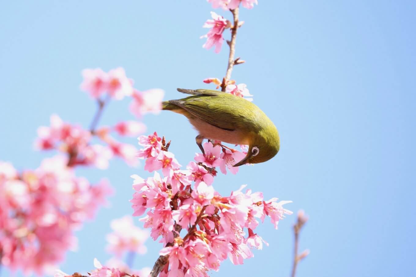 桜と野鳥の写真