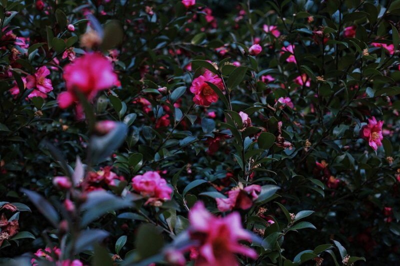 一眼レフでお花を撮るコツをご紹介 花を撮るのは最高に楽しい