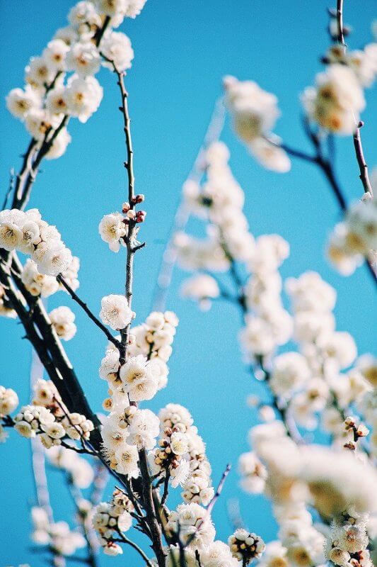 一眼レフでお花を撮るコツをご紹介 花を撮るのは最高に楽しい