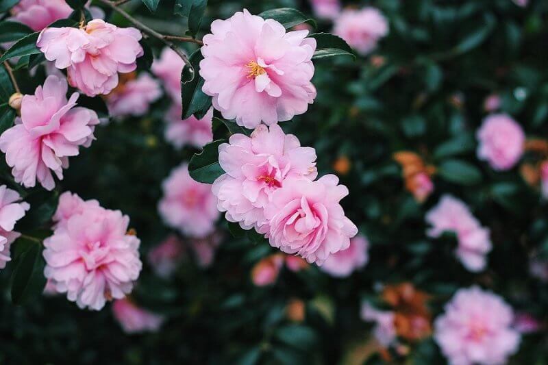 一眼レフでお花を撮るコツをご紹介 花を撮るのは最高に楽しい