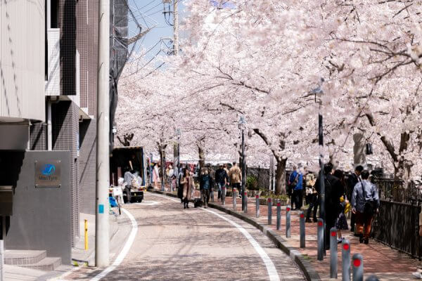 大岡川の桜を見に行こう！〈地元企業のカメラマンが撮影した桜の写真を掲載〉
